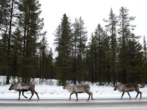 Reindeers search for salt on the E10 highway between Gallivare and Lulea in Swedish lapland on November 18, 2012.
