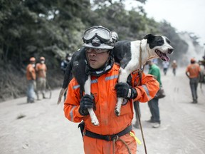 A rescue worker carries his search dog to another site near the Volcan de Fuego, or "Volcano of Fire," in the El Rodeo hamlet of Escuintla, Guatemala, Tuesday, June 5, 2018. The fiery volcanic eruption on Sunday in south-central Guatemala killed scores as rescuers struggled to reach people where homes and roads were charred and blanketed with ash.