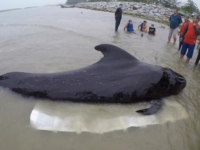 This handout picture from ThaiWhales a private whale conservation group, taken on May 28, 2018 and released on June 2, 2018 shows ThaiWhales volunteers and governmment marine veterinarians from Department of Marine and Coastal Resources rescuing a sick male pilot whale at sea in the coastal area of southern Thailand near the Malaysian border.