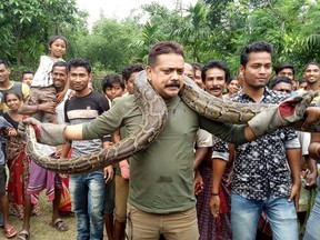 In this picture taken on June 17, 2018, forest range officer Sanjay Dutta (C), holds a python at Sahebbari village in Jalpaiguri district, some 35 kilometres from Siliguri.
