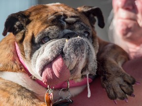 Zsa Zsa, an English Bulldog, drools while competing in The World's Ugliest Dog Competition in Petaluma, north of San Francisco, California on June 23, 2018.