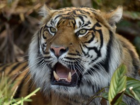 A file photo of a tiger.