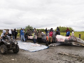 This July 29, 2017, photo provided by KYUK Public Media shows a gray whale being butchered near Napaskiak, Alaska, with the meat being distributed among several villages. Federal officials decided native hunters will not be prosecuted for the unauthorized kill after the whale strayed into the Kuskokwim River in southwestern Alaska from the North Pacific Ocean.