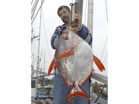 FILE - In this Sept. 12, 2005, file photo, John Petraborg holds up a 35-pound moonfish, also known as opah and normally found in the deep waters near Hawaii, on board his troller Roulette at ANB Harbor in Sitka, Alaska. Scientists have identified three new species of opah, a colorful peculiar deep-diving fish that is increasingly caught and served in U.S. restaurants. A team of researchers with NOAA Fisheries has identified five distinct species of opah, rather than just one.