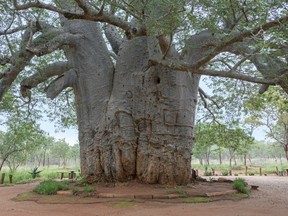 A 2,000 year-old baobab tree in South Africa. The new research, by Adrian Patrut of Babes-Bolyai University in Romania and an international group of colleagues, finds that in the past 12 years, "9 of the 13 oldest and 5 of the 6 largest individuals have died, or at least their oldest parts/stems have collapsed and died." That's a tragic loss, considering the history and culture attached to these trees - which are also a key food source for people. The baobab "is famous because it is the biggest angiosperm, and it is the most iconic tree of Africa," Patrut said.