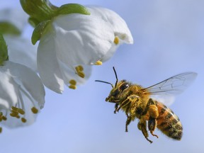 Honey bees are among the smartest insects, and can be trained to recognize zero as a number just like any other.