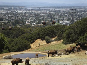 Bison graze beneath a tram transporting visitors to the California Trail at the Oakland Zoo on Wednesday, June 20, 2018, in Oakland, Calif. More than two decades in the making, Oakland Zoo's highly anticipated California Trail opens to the public on July 12, 2018. The expansion more than doubles the current size of the zoo from 45 to 100 acres. Eight new native California animal species, each selected for their historical significance to California and status in the wild, have settled into their expansive new habitats, among the largest in the world and designed under the collaboration of animal behavior, wildlife, and habitat design experts. The California Trail will be home to American buffalo, grizzly, black, and brown bears, mountain lions, jaguars, California condors, gray wolves and bald eagles.