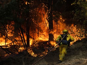 FILE - In this Oct. 13, 2017 file photo, a firefighter carries a water hose to put out a fire burning along the Highway 29 near Calistoga, Calif. Downed power lines caused a dozen Northern California wildfires last fall, including two that killed a total of 15 people, California's Department of Forestry and Fire Protection said Friday, June 8, 2018. The wildfires were part of a series that were the deadliest in California history.