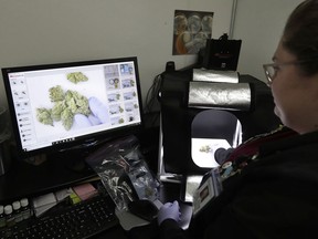 In this June 21, 2018, photo, laboratory manager Emily Savage demonstrates how she uses an instrument to photograph cannabis samples at CW Analytical Laboratories, in Oakland, Calif. California's new rules require testing of marijuana for pesticides and contaminants such as heavy metals, solvents and mold. They also say edibles must be tested to determine concentrations of the mind-altering ingredient THC.