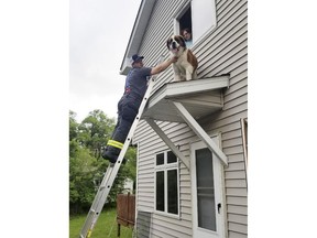 This June 8, 2018, photo provided by the Spring Lake Park-Blaine-Mounds View Fire Department, shows firefighter David O'Keeffe helping to rescue a Saint Bernard named Whiskey from a small roof above an entry door of a home in Spring Lake Park, Minn.