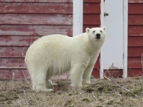 A polar bear is seen in St. Lunaire-Griquet, N.L., on Sunday, June 10, 2018. Mother nature came through in a big way for an annual iceberg festival on Newfoundland's Great Northern Peninsula. The pack ice moved in as did the icebergs, bringing with them a special visitor. After people donned costumes for the polar bear dip yesterday morning in Raleigh, a real polar bear came ashore last evening.