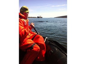 Mike Morrissey of Whale Release and Strandings paddles cautiously towards an adult minke whale in Harbour Grace, N.L., in this recent handout photo. A whale rescue group says an adult minke whale that that became beached in a Newfoundland harbour is not in good health. Wayne Ledwell of Whale Release and Strandings says his group arrived on scene in the mouth of Harbour Grace early Monday morning after reports of a stranded whale, and found that the minke was "very thin."