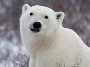 A polar bear poses for the camera as he waits for the Hudson Bay to freeze over near Churchill, Man., on November 7, 2007. An exhaustive survey of the world's most southerly polar bears has found a steep drop in their numbers. Scientists fear this could be the start of years of climate change finally taking its toll on a population whose health has been declining for a long time.