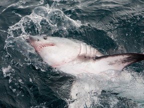 A porbeagle shark is seen in this undated handout photo. The porbeagle shark was first recognized as endangered in 2004, and again 2014. Shannon Arnold of Halifax's Ecology Action Centre says the porbeagle shark has been in "limbo" without significant protection measures since the first endangered assessment in 2004.