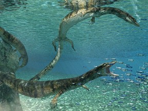 An illustration of the new species Primitivus manduriensis is shown in its marine environment in this undated handout illustration. University of Alberta researchers have discovered a new species of ancient underwater lizards. The metre-long predator ate fish up to 75 million years ago in waters that once covered what is now southern Italy.