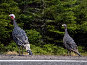 Two feral turkeys walk along the highway in Blind Bay, N.S. on Monday, Nov. 29, 2004.