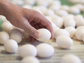 Roger Pelissero sorts through eggs as they exit the hen barn at his egg farm in West Lincoln, Ont., on Monday, March 7, 2016. Manitoba egg farmers are reaping the rewards from a menu option growing in popularity within the restaurant industry. Experts say breakfast sandwiches are leading to an increase in egg consumption.