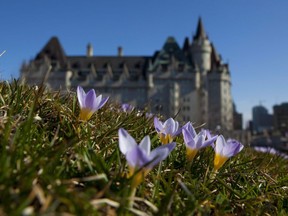 The Chateau Laurier hotel is seen as purple crocus flowers bloom on the lawn of the east bloc of Parliament Hill on Wednesday, March 17, 2010. An Ottawa preservation society is blasting the redesign of an addition to the historic Chateau Laurier hotel as "the most disgraceful act of heritage vandalism of our generation."