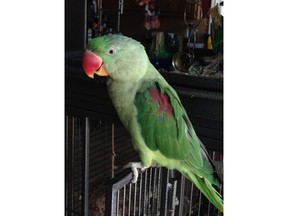 Fruit Loop, an Alexandrian parrot, is seen in this undated handout photo. A family that has been looking for its beloved parrot since it flew the coop almost a year says they they have a new lead. Fruit Loop flew out of an open door when company was visiting the Van Hoeve home last July.