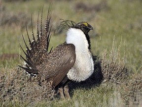 In this photo provided by the U.S. Fish and Wildlife Service shows a greater sage grouse male near Bridgeport, Calif. on March 1, 2010. Some Saskatchewan cattle ranchers are teaming up with Parks Canada in a deal aimed at helping threatened species such as the greater sage grouse. Parks Canada says under the agreement ranchers can graze their cattle in parts of Grasslands National Park with an eye on conservation.THE CANADIAN PRESS/AP, Jeannie StaffordU.S. Fish and Wildlife Service