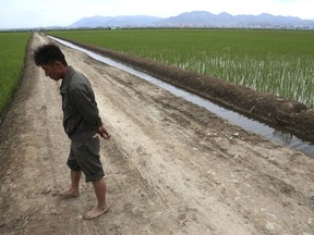 A worker walks along a rice field in Sariwon, North Korea, Wednesday, June 13, 2018. Away from the political developments that have rocketed their country back into the international headlines, North Korean farmers are preparing for the summer season with hopes the relatively good conditions they have had so far this year will hold out until the fall harvest.