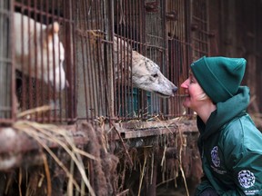 Wendy Higgins of the Humane Society International (HSI) interacts with a dog at a dog farm during a rescue event, involving the closure of the farm organised by the HSI in Namyangju on the outskirts of Seoul. The tradition of consuming dog meat has declined as the nation increasingly embraces the idea of dogs as pets instead of livestock, with eating them now something of a taboo among young South Koreans.