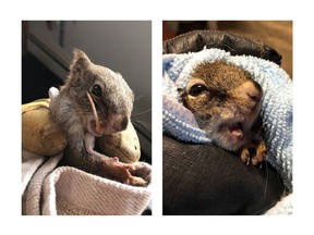 A squirrel named Bucky, shown in handout photos, is back to chomping on seeds and nuts after a woman on a ranch northwest of Edmonton was able to cut back his overgrown teeth.Jannet Talbott of the Double J Freedom Ranch near Barrhead had been grinding up finch food for the squirrel because it was struggling to eat and had grown quite thin.