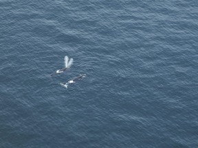 Right whales are seen in the south Gulf of Saint Lawrence in this May 5, 2018 handout photo. The federal government has announced a temporary fisheries closure in the Bay of Fundy following a North Atlantic right whale sighting.