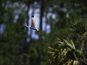 A white ibis flies by the Panther Island Mitigation Bank, Thursday, June 7, 2018, near Naples, Fla.  Experts say the Trump administration's move to redefine what constitutes a waterway under federal law is threatening a uniquely American effort to save wetlands from destruction. The system is a mix of conservation and capitalism that has been supported by every president since George H.W. Bush first pledged a goal of "no net loss" of U.S. wetlands.