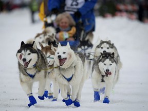 FILE - In this March 3, 2018, file photo, Eagle River, Alaska musher Tom Schonberger's lead dogs trot along Fourth Avenue during the ceremonial start of the Iditarod Trail Sled Dog Race in Anchorage, Alaska. Animal rights activists are toasting the maker of Jack Daniel's whiskey, saying the company has ended its long-running sponsorship of Alaska's 1,000-mile race. The action follows a tough year for race organizers who have faced financial hardships, a loss of other sponsors and their first-ever dog doping scandal.