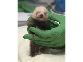 This photo taken Tuesday, June 26, 2018, and provided by the Sacramento Zoo, shows the zoo's new baby red panda. The newest furry member of the Sacramento Zoo is relying on human care after her mother started neglecting the tiny red panda. Sacramento Zoo spokeswoman Laurel Vincent said Friday, June 29, 2018, that the female cub was born Monday to 7-year-old Pili and 9-year-old Takeo. Veterinarians took the hypothermic cub into intensive care a day after her mother left her unattended.(Sacramento Zoo via AP)