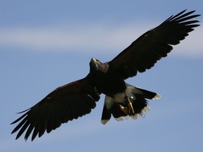 In this photo taken Thursday, March 29, 2018, a Harris hawk flies above a group gathered on a hillside during a falconry vineyard experience at Bouchaine Vineyards in Napa, Calif.