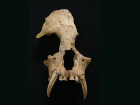 A long-forgotten species of ape has been found buried in a 2,300-year-old tomb. MUST CREDIT: Sam Turvey, ZSL.