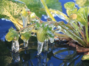 Strawberries that are soaked in irrigation waters used to try and prevent them from freezing in the frost, but which leave a coat of ice, are shown on Monday, June 4, 2018 in Great Village, N.S., as a killer frost spread across the region.