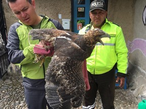 In this photo taken in May 2018 in Ecuador and provided by Interpol on Wednesday, June 20, 2018, Ecuadorian police officers inspect a bird of prey. Interpol said a giant operation against illegal trade in wildlife and timber resulted in millions of dollars-worth of seizures and the identification of 1,400 suspects across the world.