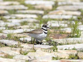 Eggs are seen below a nesting killdeer bird on a cobblestone path on the site of the Ottawa Bluesfest music festival, next to the Canadian War Museum in Ottawa on Monday, June 25, 2018.