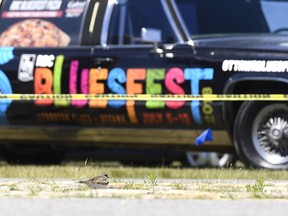 Eggs are seen below a nesting killdeer bird on a cobblestone path on the site of the Ottawa Bluesfest music festival is seen in front of the festival's promotional limousine in Ottawa on Monday, June 25, 2018.