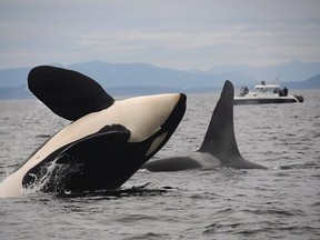 Two southern resident killer whales are seen in this undated handout photo.