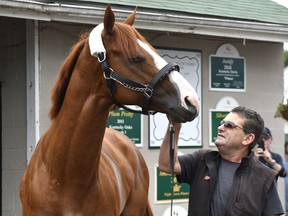 Triple Crown winner Justify, and assistant trainer Jimmy Barnes look at each other following his arrival at Churchill Downs, Monday, June 11, 2018, in Louisville, Ky.
