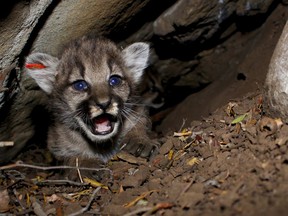 This June 11, 2018 photo provided by the National Park Service shows a mountain lion kitten identified as P-68. This is one of four new mountain lion kittens found by researchers studying the wild cats living in Southern California's Santa Monica Mountains. They're the first litter of kittens found in the Simi Hills, a small area of habitat between the Santa Monica and Santa Susana mountains ranges just north of Los Angeles. (National Park Service via AP, File)