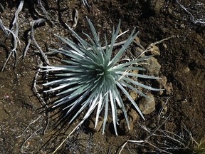 This undated photo provided by the National Park Service shows a rare silversword plant that had been removed by a visitor from Haleakala summit in Haleakala National Park in Hawaii. Charges are pending against two visitors after they were seen removing federally protected plants Monday, June 25, 2018, from near the Maui crater, authorities said. (National Park Service via AP)