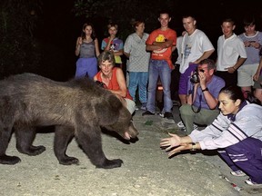 FILE - In this Sept. 2002 file photo, a bear approaches a group of tourists on the outskirts of Brasov, Romania. Scientists and animal rights groups have urged the Romanian government to rethink plans to allow the hunting of brown bears. WWF Romania and the Environmental Investigation Agency on Thursday June 7, 2018, called on international wildlife experts, Romanian and European Union officials to "to take urgent action to end this threat" to Romania's bear population, one of Europe's largest.