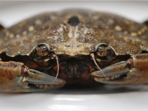 A green crab is seen, Wednesday, June 6, 2018, in Portland, Maine. Food scientists have gathered in Portland to find a way to monetize invasive green crabs, which are a major pest in shellfish harvesting communities.