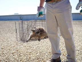 The raccoon that scaled the UBS Plaza was caught in a live trap baited with cat food overnight in St. Paul, Minn., and was picked up by Wildlife Management Services Wednesday, June 13, 2018.  Nearby Minnesota Public Radio branded the raccoon with the hashtag #mprraccoon. The woodland creature also had its own Twitter account, with one tweet saying, "I made a big mistake." Many feared for the raccoon's safety. The raccoon will be released in the wild.