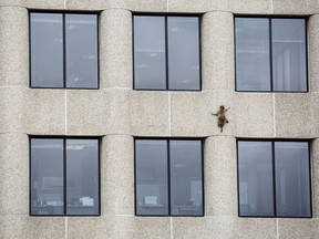 A raccoon scurries up the side of the UBS Tower in St. Paul, Minn., on Tuesday, June 12, 2018.