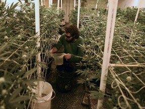 In this June 6, 2018 photo, an employee of the El Piso cannabis club waters their marijuana plants, in Montevideo, Uruguay. In Uruguay the law allows the growing of pot by licensed individuals and the formation of growers and users clubs.