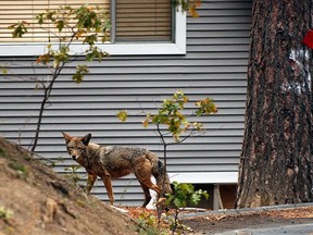 FILE - In this Sunday, Nov. 2, 2003 file photo, a coyote wanders through a neighborhood in Cedar Glen, Calif., in the San Bernardino Mountains. Scientists have long known that human activity disrupts nature. And the latest research released on Thursday, June 14, 2018, found fear of humans has caused many species to increase their nighttime activity by 20 percent.
