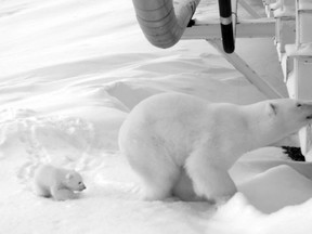 In this undated image taken by a remote camera and provided by the U.S. Fish and Wildlife Service in May 2017, a polar bear and her young cub stand next to a causeway bridge leading to an artificial island oil production platform in the Beaufort Sea in Alaska. The numbers of polar bears in parts of Alaska dropped 40 percent since the late 1990s and when scientists have weighed polar bears recently in certain locations they were losing 2.9 to 5.5 pounds per day at a time of year when they were supposed to be putting on weight. (U.S. Fish and Wildlife Service via AP, File)