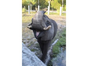 This 2017 photo provided by the Jacksonville Zoo and Garden shows Ali, a bull elephant that once lived at Michael Jackson's Neverland Ranch briefly escaped its enclosure on Sunday, June 17, 2018, at the Jacksonville Zoo and Gardens in Jacksonville, Fla. The zoo said the elephant wandered through a gate that was accidentally left open and wound up in a courtyard. (Jacksonville Zoo and Garden via AP)