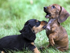 FILE- In this June 18, 2018, file photo, Samira, left, and Scarlett, 8-week-old Dachshund puppies, play in the grass in Wilmington, Mass. New dog owners can expect to shell out $1,200 to $2,000 in the first year, and as much as $14,500 over their pup's lifetime, according to the American Society for the Prevention of Cruelty to Animals. And that's just for routine costs.